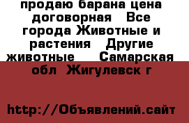 продаю барана цена договорная - Все города Животные и растения » Другие животные   . Самарская обл.,Жигулевск г.